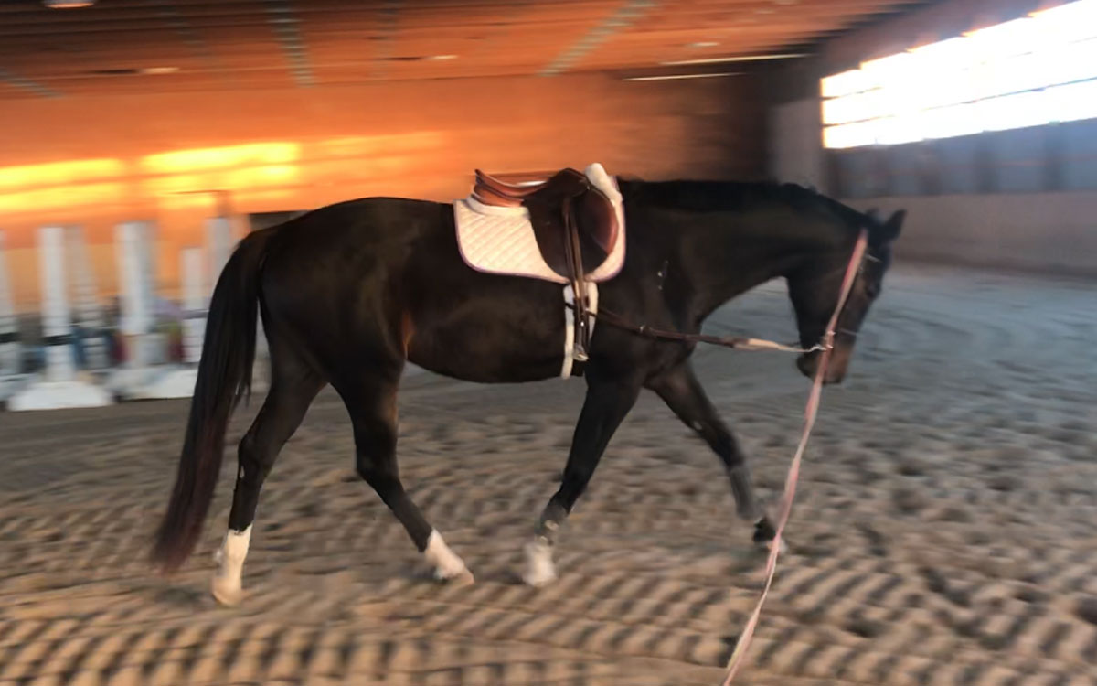 Jubilee to Compass Equestrian