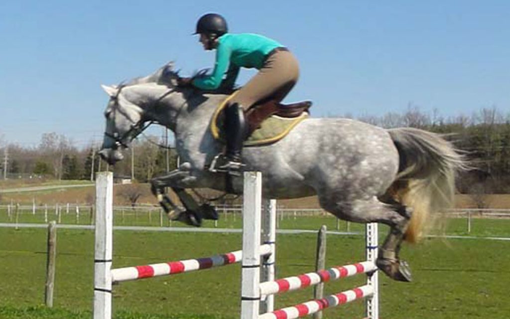 Beautiful jumper for sale Compass Equestrian Roz Bimm