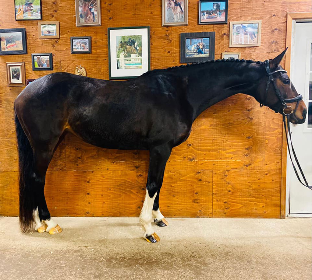 Havergal_SOLD_NEW Compass Equestrian horses for sale