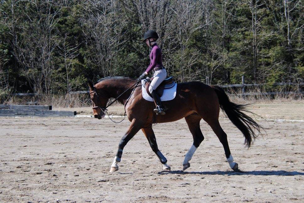 Leon_1 Leon is available for part board at Compass Equestrian located in Rockwood