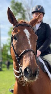 Compass Equestrian is a professionally run stable specializing in sport horse development and rider education. Our team creates an atmosphere that allows you to enjoy your equine partners and focus on your development with your horse.